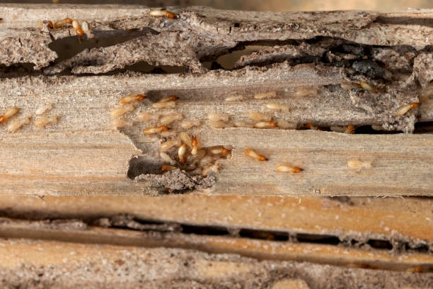 Best Best Pest Control Companies  in Minneola, FL